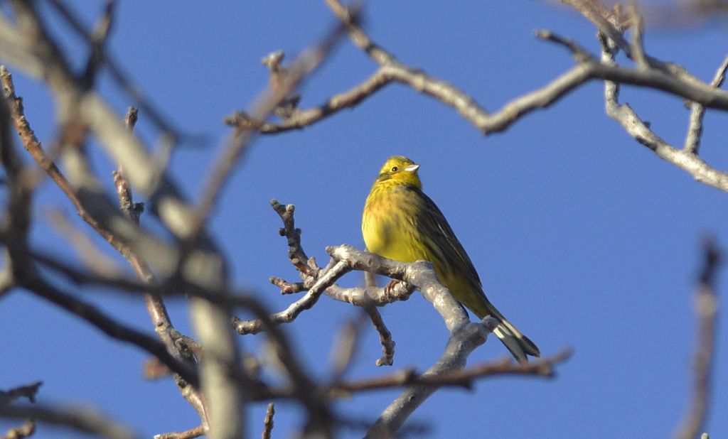 Zigolo giallo (Emberiza citrinella)